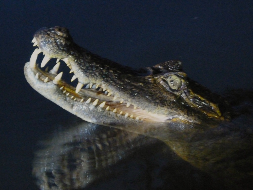 amazonas-ecuador-caiman
