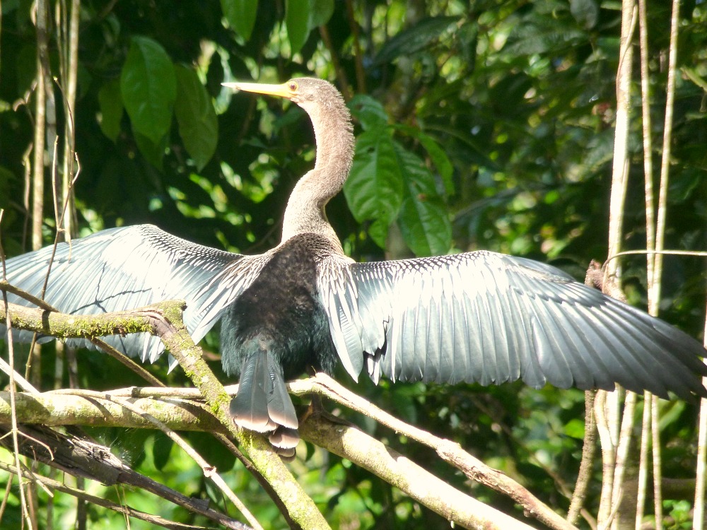 ecuador-amazonas-ave