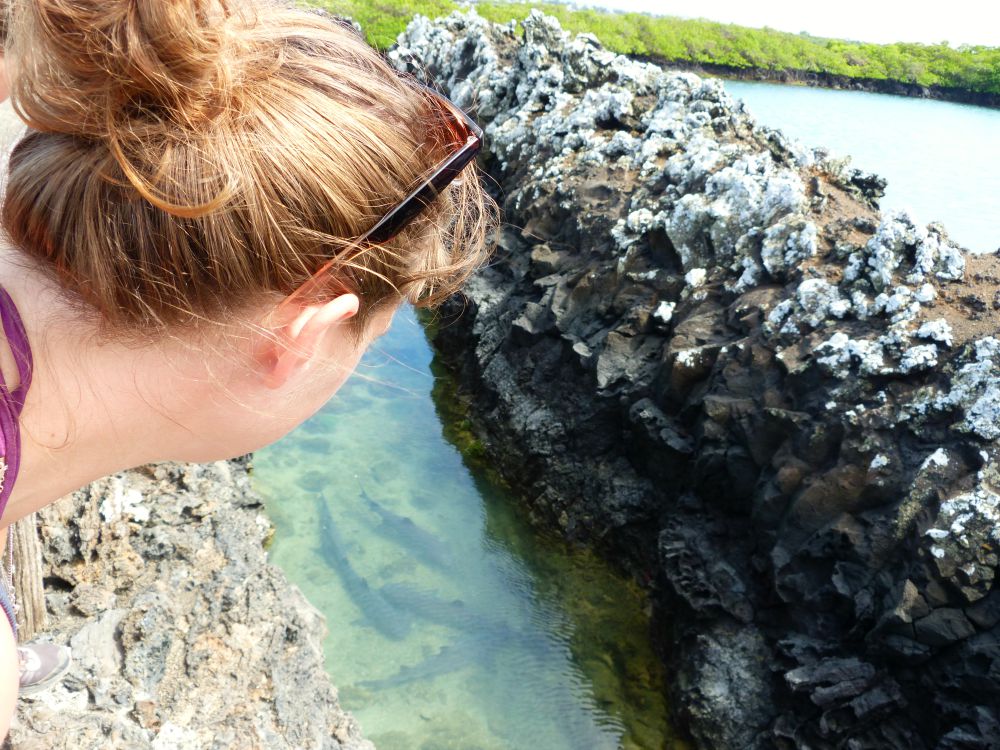 ecuador-galapagos-isabela-tintoreras-haaien