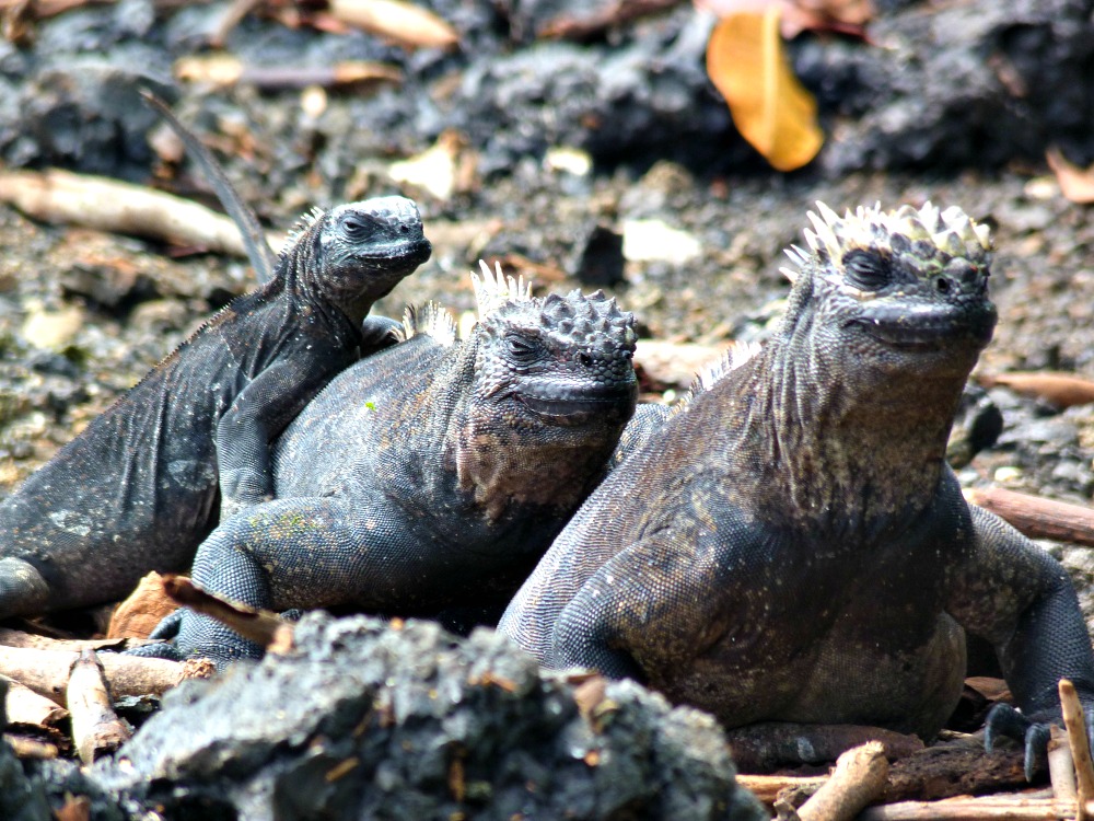 iguanas-galapagos-mar